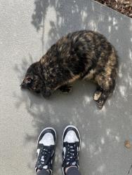 Found/Stray Female Cat last seen Tyger River Park, Spartanburg County, SC 29375