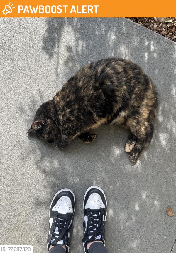 Found/Stray Female Cat last seen Tyger River Park, Spartanburg County, SC 29375