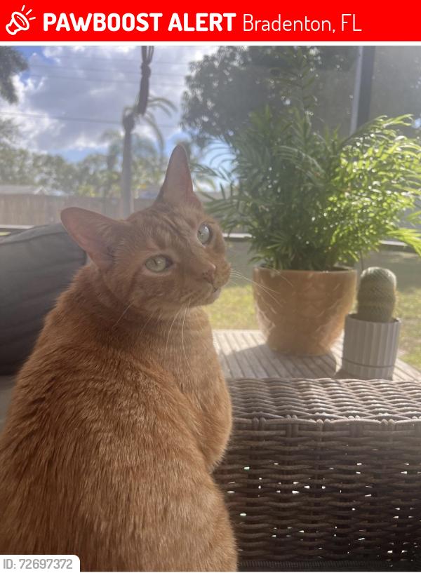 Lost Male Cat last seen Solera Neighborhood , Bradenton, FL 34211