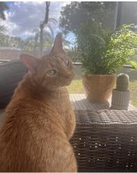 Lost Male Cat last seen Solera Neighborhood , Bradenton, FL 34211