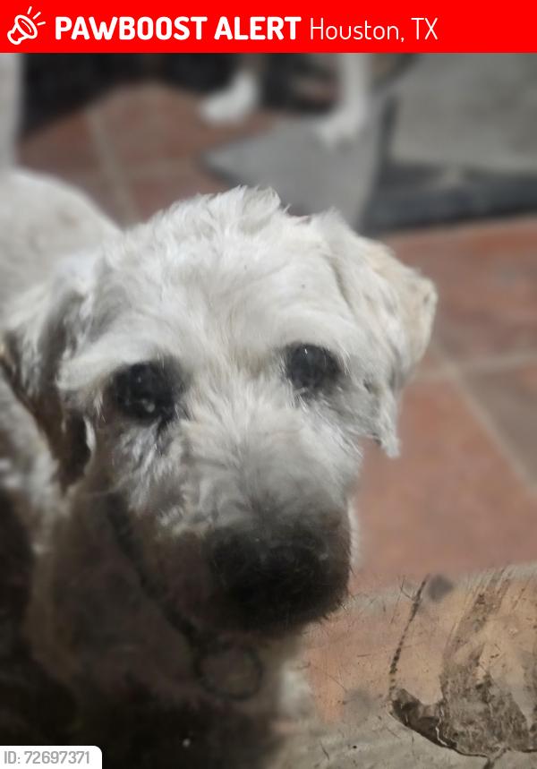 Lost Male Dog last seen Bayou Forster , Houston, TX 77088