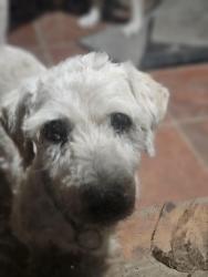 Lost Male Dog last seen Bayou Forster , Houston, TX 77088
