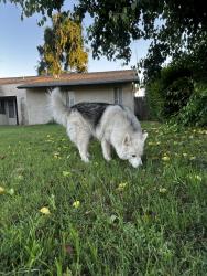 Found/Stray Unknown Dog last seen Minnewawa / belmont, Fresno, CA 93727