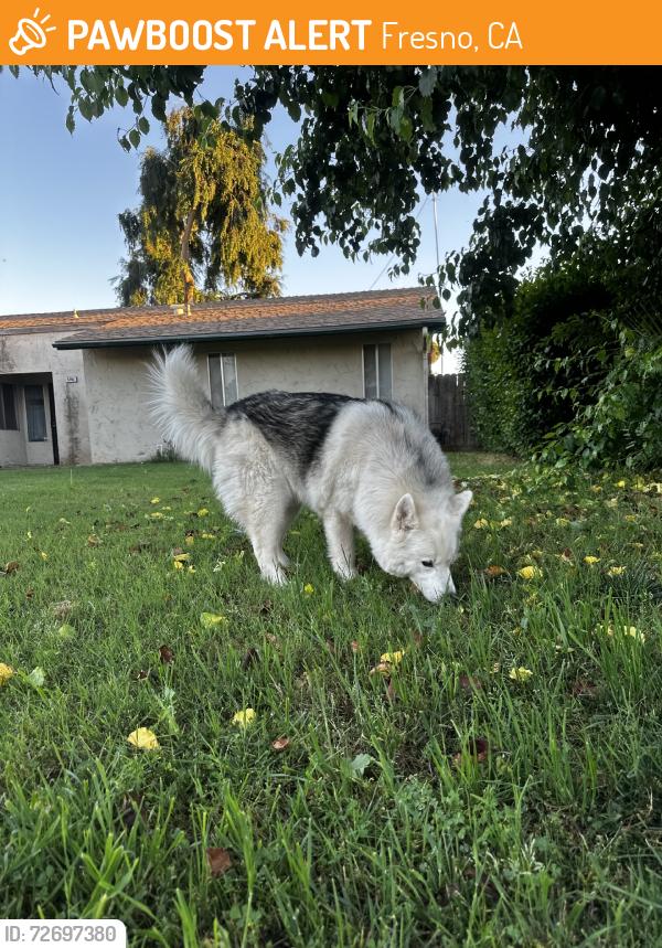 Found/Stray Unknown Dog last seen Minnewawa / belmont, Fresno, CA 93727
