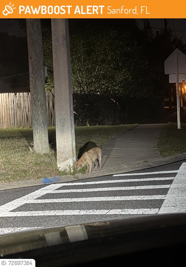 Found/Stray Unknown Dog last seen Idyllwidle elm school, Sanford, FL 32771