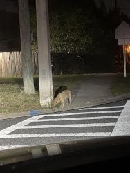 Found/Stray Unknown Dog last seen Idyllwidle elm school, Sanford, FL 32771
