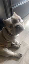 Lost Male Dog last seen Aqueduct Dr , Seagoville, TX 75159