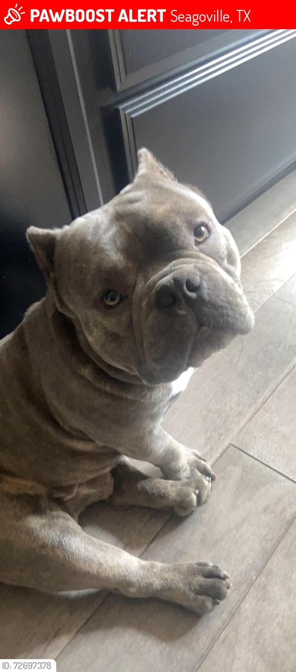 Lost Male Dog last seen Aqueduct Dr , Seagoville, TX 75159