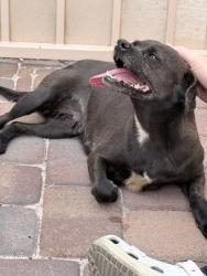 Found/Stray Female Dog last seen Gowan and Clayton, North Las Vegas, NV 89032
