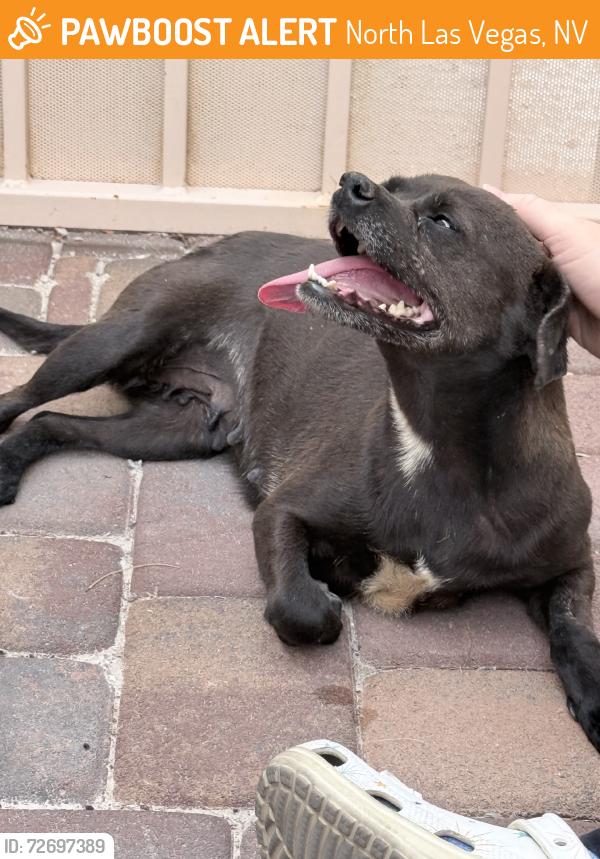 Found/Stray Female Dog last seen Gowan and Clayton, North Las Vegas, NV 89032