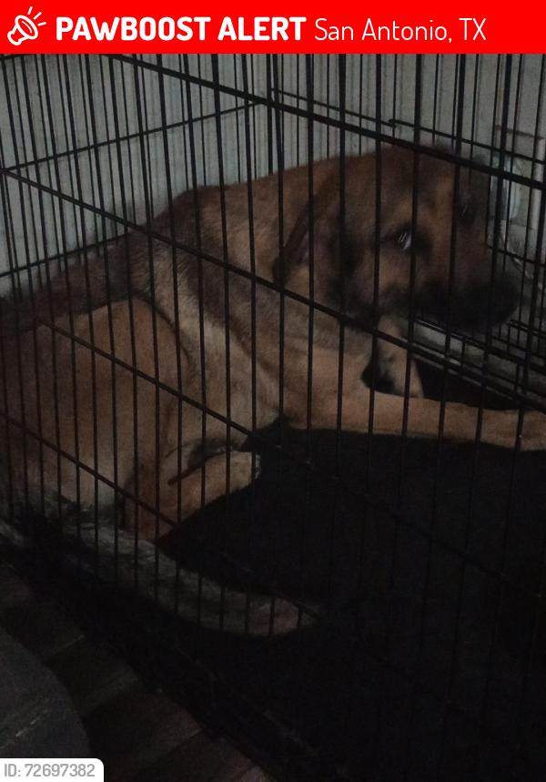 Lost Female Dog last seen Freeman n Loy Dr , San Antonio, TX 78228