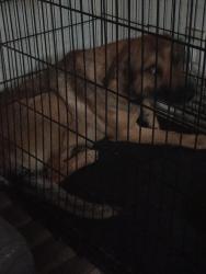Lost Female Dog last seen Freeman n Loy Dr , San Antonio, TX 78228