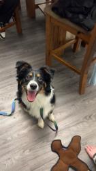 Found/Stray Male Dog last seen 39th St. / Kilpatrick Turnpike, Oklahoma City, OK 73134