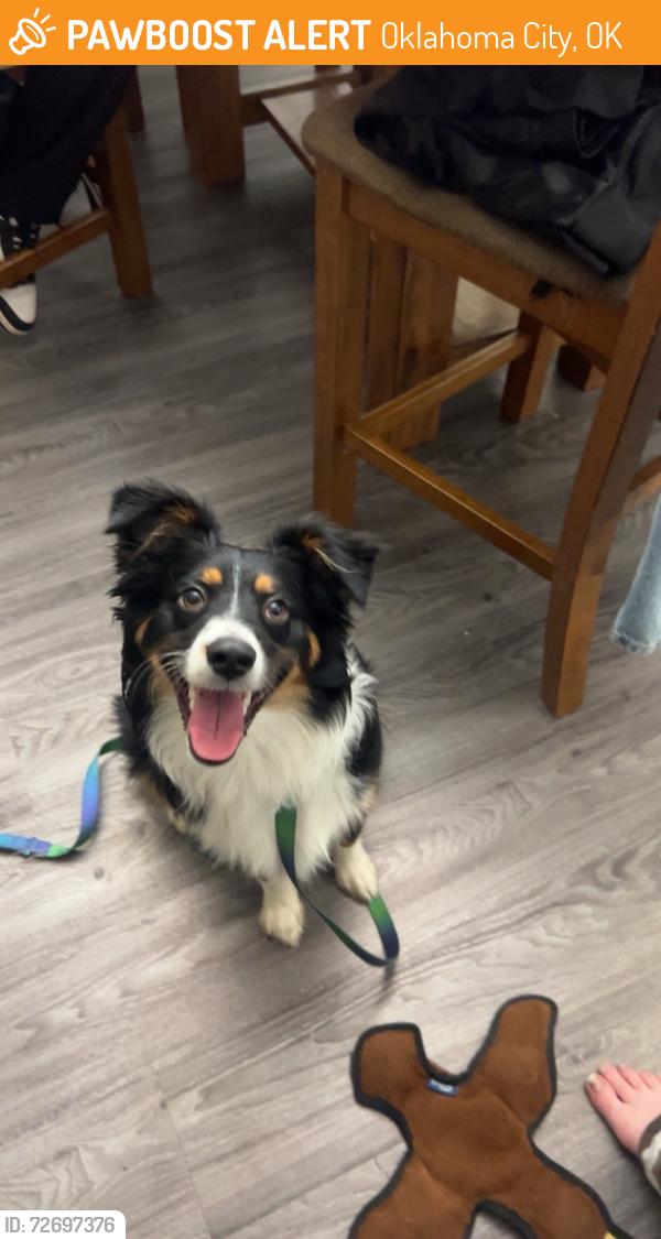 Found/Stray Male Dog last seen 39th St. / Kilpatrick Turnpike, Oklahoma City, OK 73134
