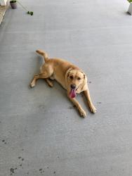 Found/Stray Male Dog last seen Ladera Creek, Conroe, TX 77301