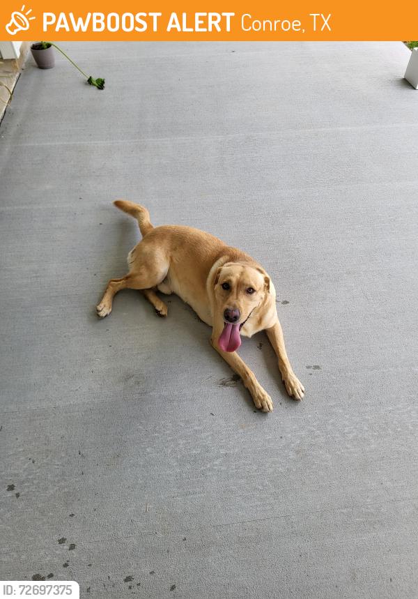 Found/Stray Male Dog last seen Ladera Creek, Conroe, TX 77301