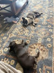 Lost Male Dog last seen C street & E Locust , Rogers, AR 72756