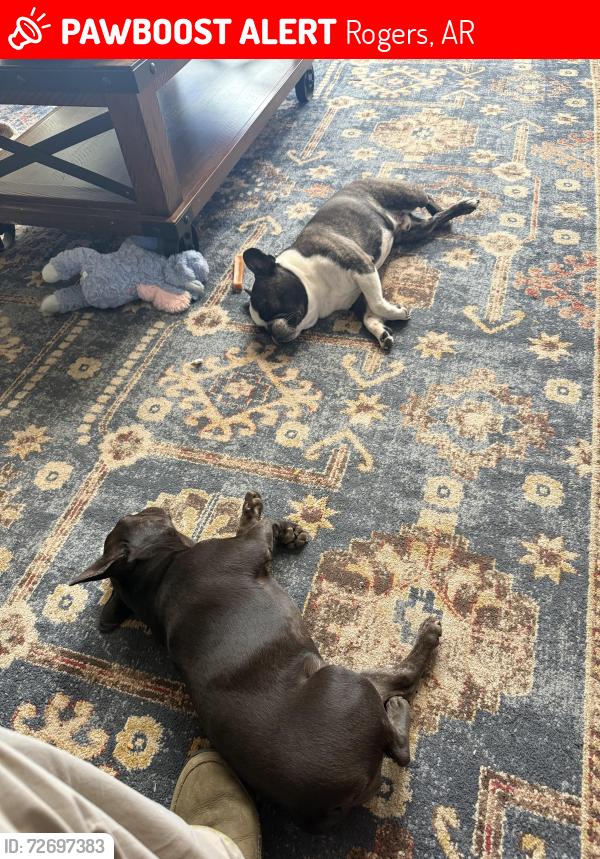 Lost Male Dog last seen C street & E Locust , Rogers, AR 72756