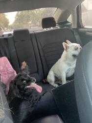 Found/Stray Male Dog last seen Mission glen , Houston, TX 77083