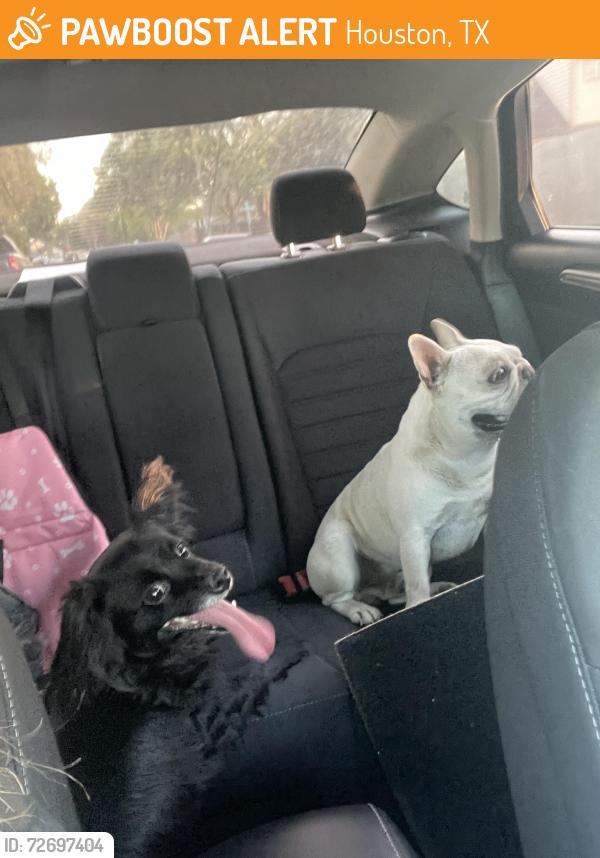 Found/Stray Male Dog last seen Mission glen , Houston, TX 77083