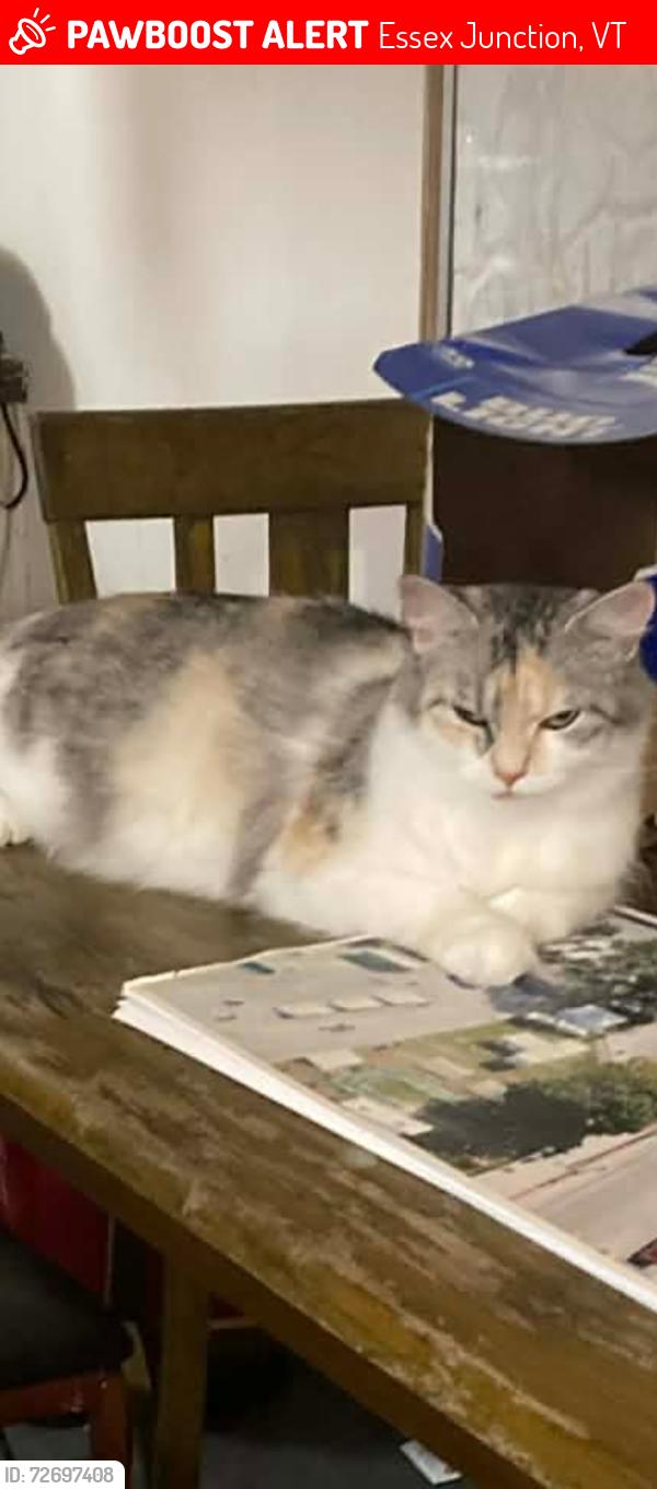 Lost Unknown Cat last seen Willey Court , Essex Junction, VT 05452