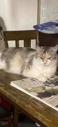 Lost Unknown Cat last seen Willey Court , Essex Junction, VT 05452