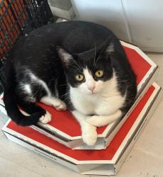 Lost Female Cat last seen Six Forks and Newton, Raleigh, NC 27615