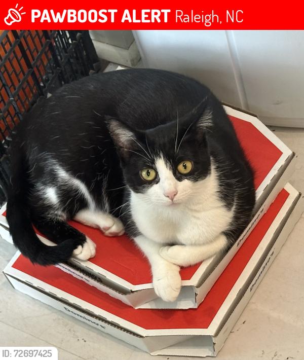 Lost Female Cat last seen Six Forks and Newton, Raleigh, NC 27615