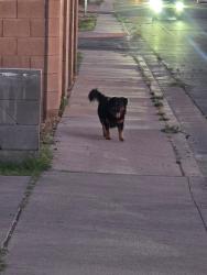 Found/Stray Unknown Dog last seen Dobson and Rio Salado, by Whittier Elementary, Mesa, AZ 85201