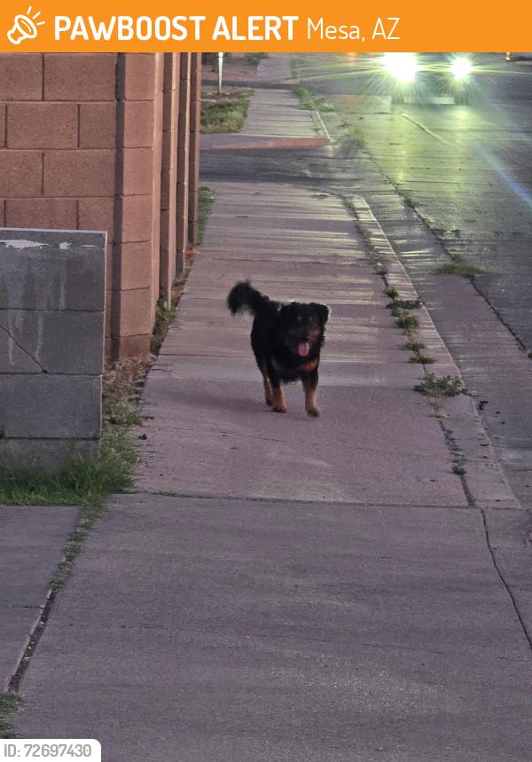 Found/Stray Unknown Dog last seen Dobson and Rio Salado, by Whittier Elementary, Mesa, AZ 85201