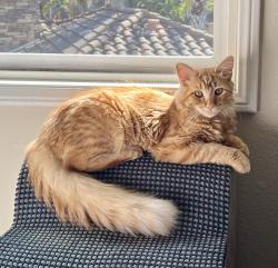 Lost Male Cat last seen El Camino Real and Del Mar Heights Rd, San Diego, CA 92130