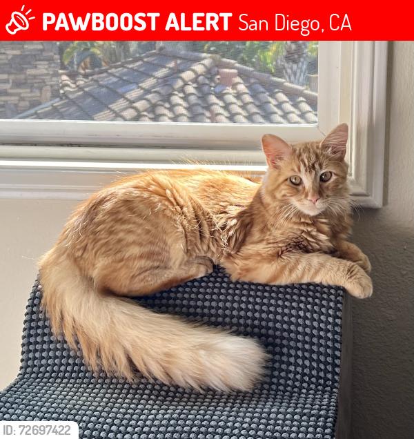 Lost Male Cat last seen El Camino Real and Del Mar Heights Rd, San Diego, CA 92130