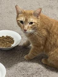 Found/Stray Unknown Cat last seen Hamilton Church s, Nashville, TN 37013