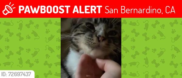 Lost Male Cat last seen redlands blvd, San Bernardino, CA 92408