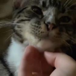 Lost Male Cat last seen redlands blvd, San Bernardino, CA 92408