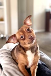 Lost Male Dog last seen Crabapple and E. Meadowlark / W. Meadowlark , Carriere, MS 39426