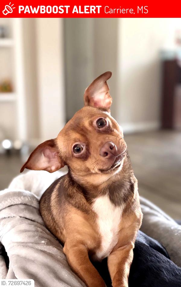 Lost Male Dog last seen Crabapple and E. Meadowlark / W. Meadowlark , Carriere, MS 39426