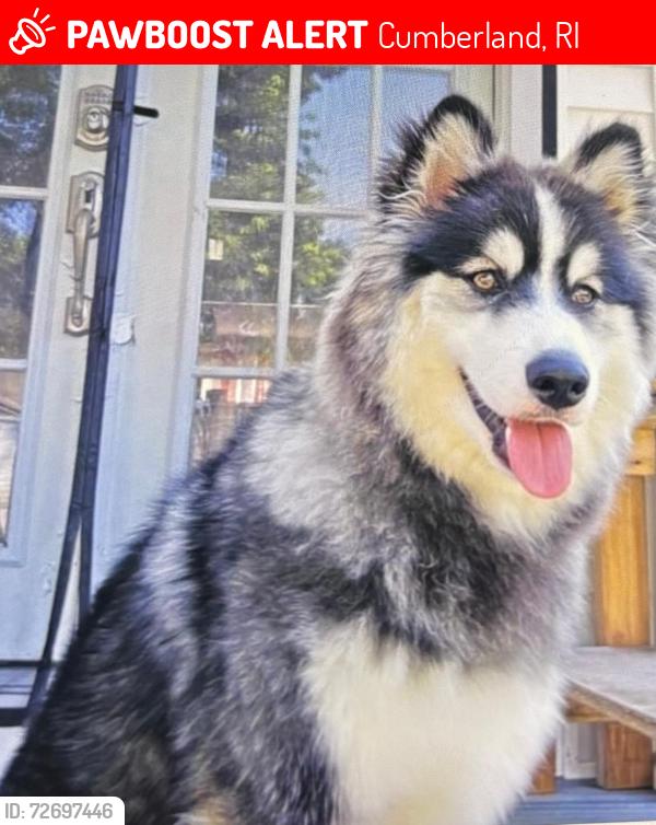 Lost Male Dog last seen Mendon road , Cumberland , Cumberland, RI 02864