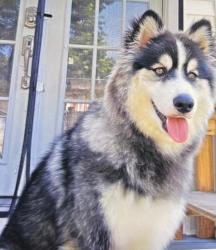 Lost Male Dog last seen Mendon road , Cumberland , Cumberland, RI 02864