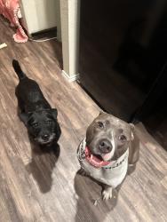Reunited Male Dog last seen Elm Park, Lubbock, TX 79407, USA, Lubbock, TX 79407