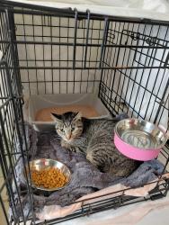 Found/Stray Unknown Cat last seen Swan at St Pauls, Staten Island, NY 10301