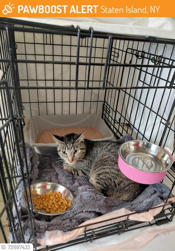 Found/Stray Unknown Cat last seen Swan at St Pauls, Staten Island, NY 10301