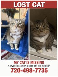 Lost Male Cat last seen Near Lafayette street , Thornton, CO 80241