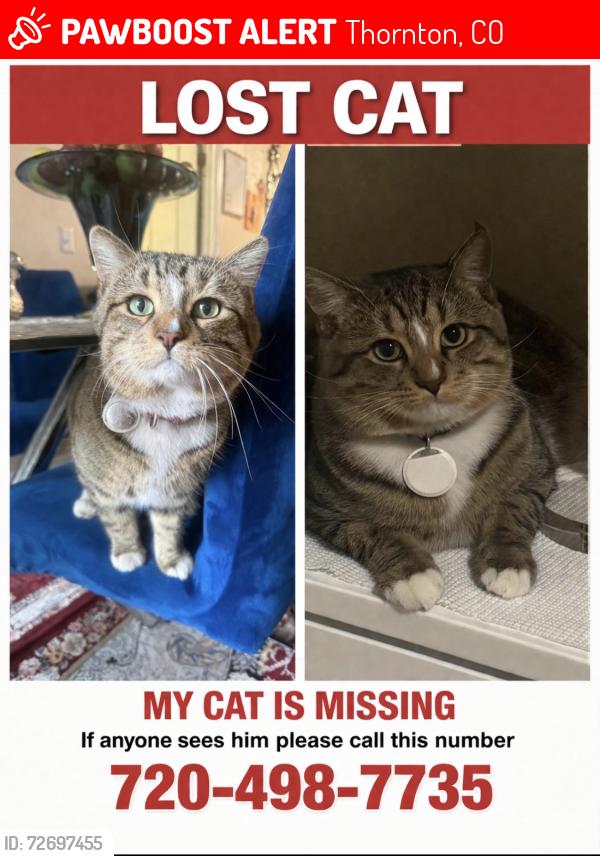 Lost Male Cat last seen Near Lafayette street, Thornton, CO 80241