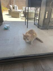 Found/Stray Unknown Cat last seen Thompson peak, Scottsdale, AZ 85255