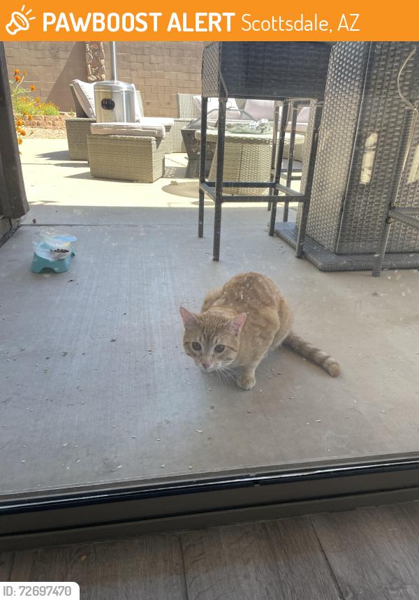 Found/Stray Unknown Cat last seen Thompson peak, Scottsdale, AZ 85255