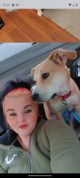 Lost Female Dog last seen Mlk and barnes , Lansing, MI 48910