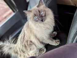 Lost Female Cat last seen Around Boulder and Haynes area, Midland, TX 79707
