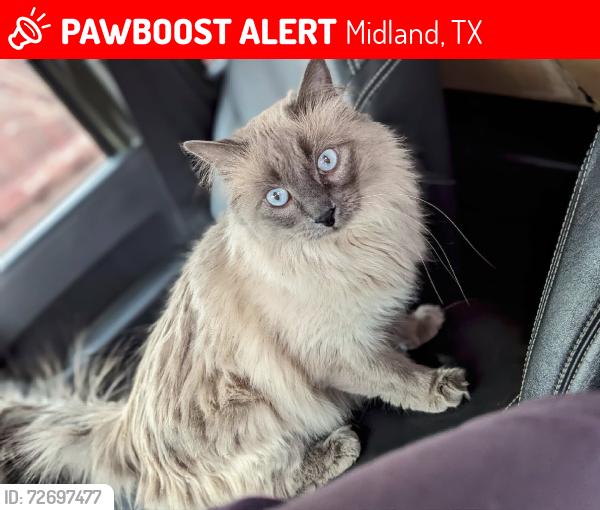 Lost Female Cat last seen Around Boulder and Haynes area, Midland, TX 79707