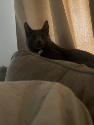 Lost Female Cat last seen Clinton highway , Knoxville, TN 37912